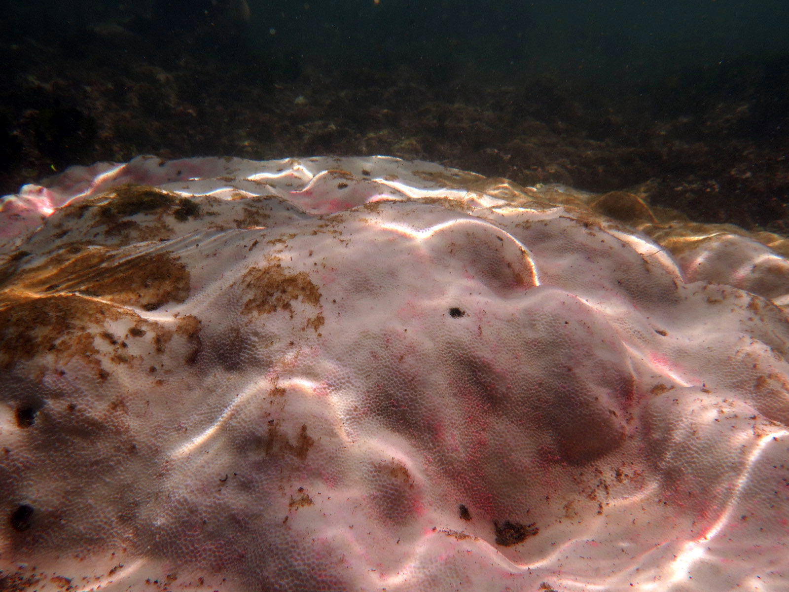 Categorías de blanqueamiento según apariencia externa de colonias de Porites Lobata en la zona intermareal de playa El Faro, ANP Complejo Los Cóbanos.
