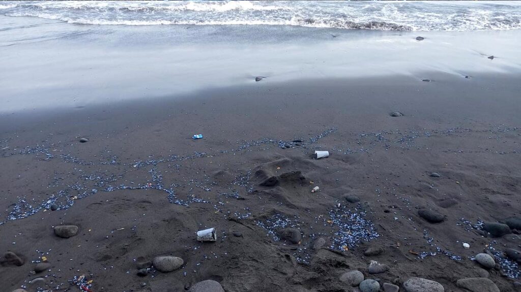 Fotografías de varamientos de dragones azules (Glaucus atlanticus) en la playa El Zonte, La Libertad, observadas el 10 de abril del 2022. Cortesía de Caleb Padilla.