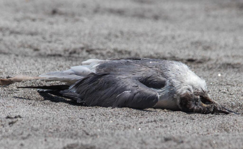 Fotografías de las gaviotas encontradas en la playa Toluca, La Libertad.